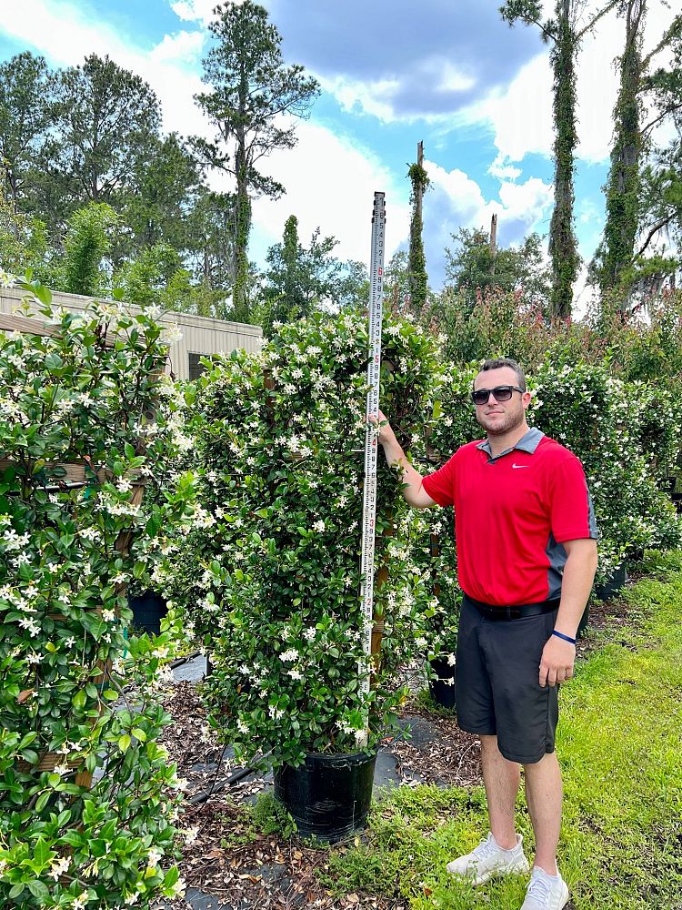 gelsemium-sempervirens-carolina-jasmine
