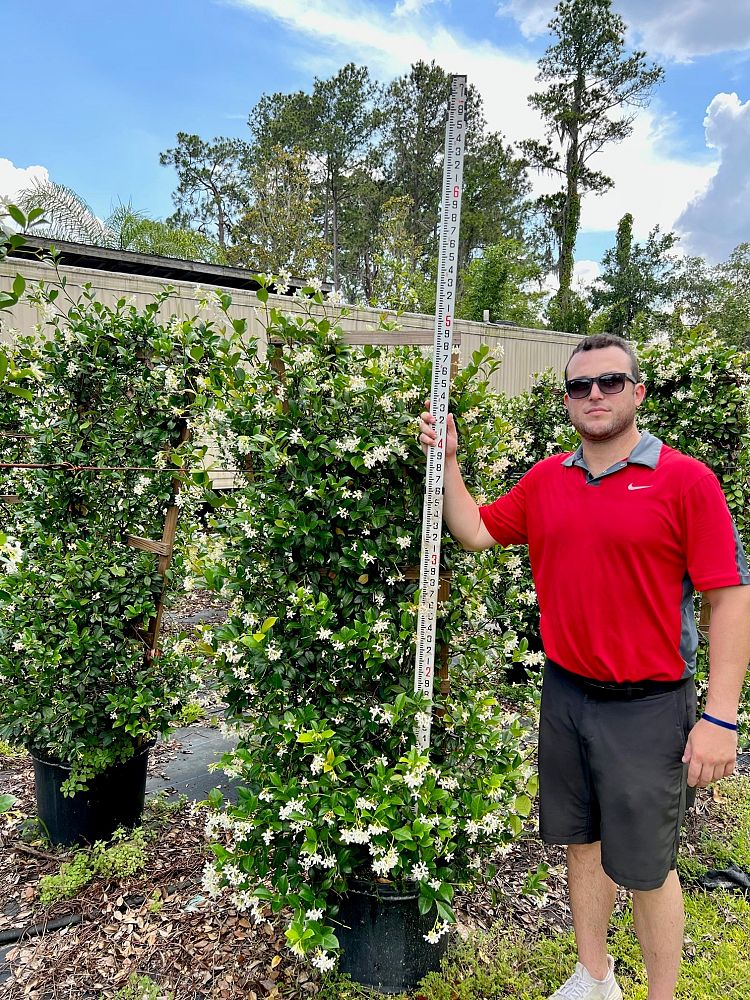 gelsemium-sempervirens-carolina-jasmine