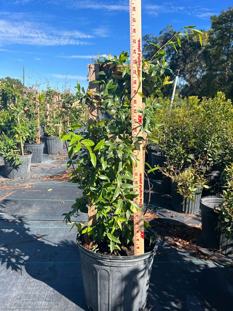 gelsemium-sempervirens-carolina-jasmine