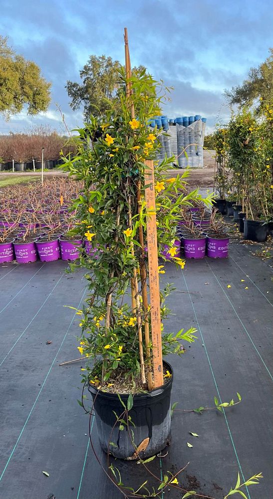 gelsemium-sempervirens-carolina-jasmine