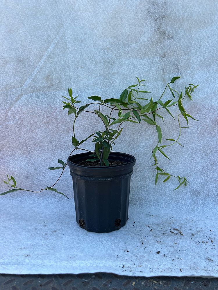 gelsemium-sempervirens-carolina-jasmine