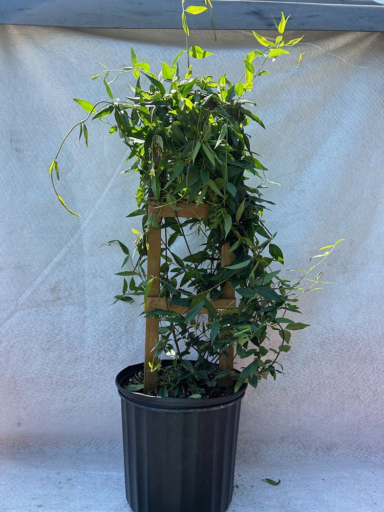 gelsemium-sempervirens-carolina-jasmine