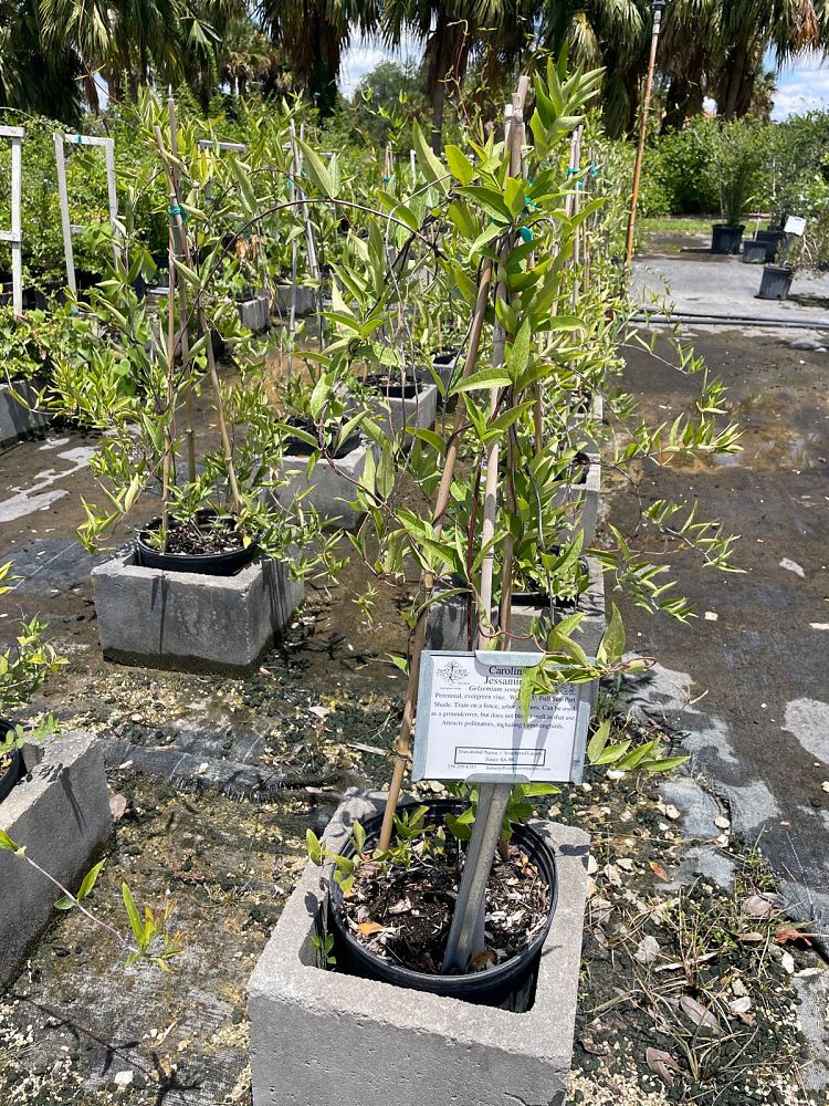 gelsemium-sempervirens-carolina-jasmine