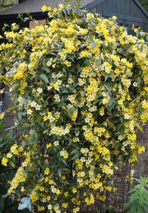 gelsemium-sempervirens-margarita-carolina-jasmine