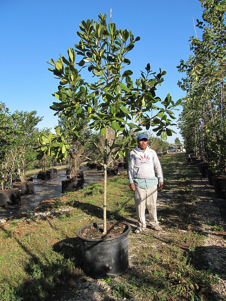 genipa-clusiifolia-seven-year-apple