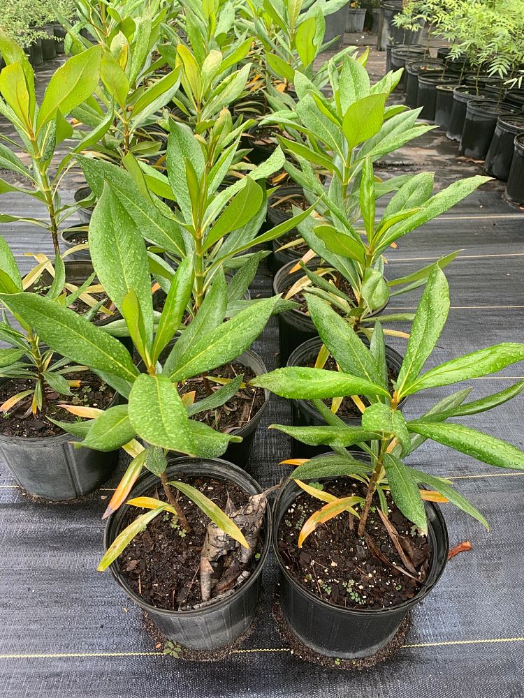 genipa-clusiifolia-seven-year-apple