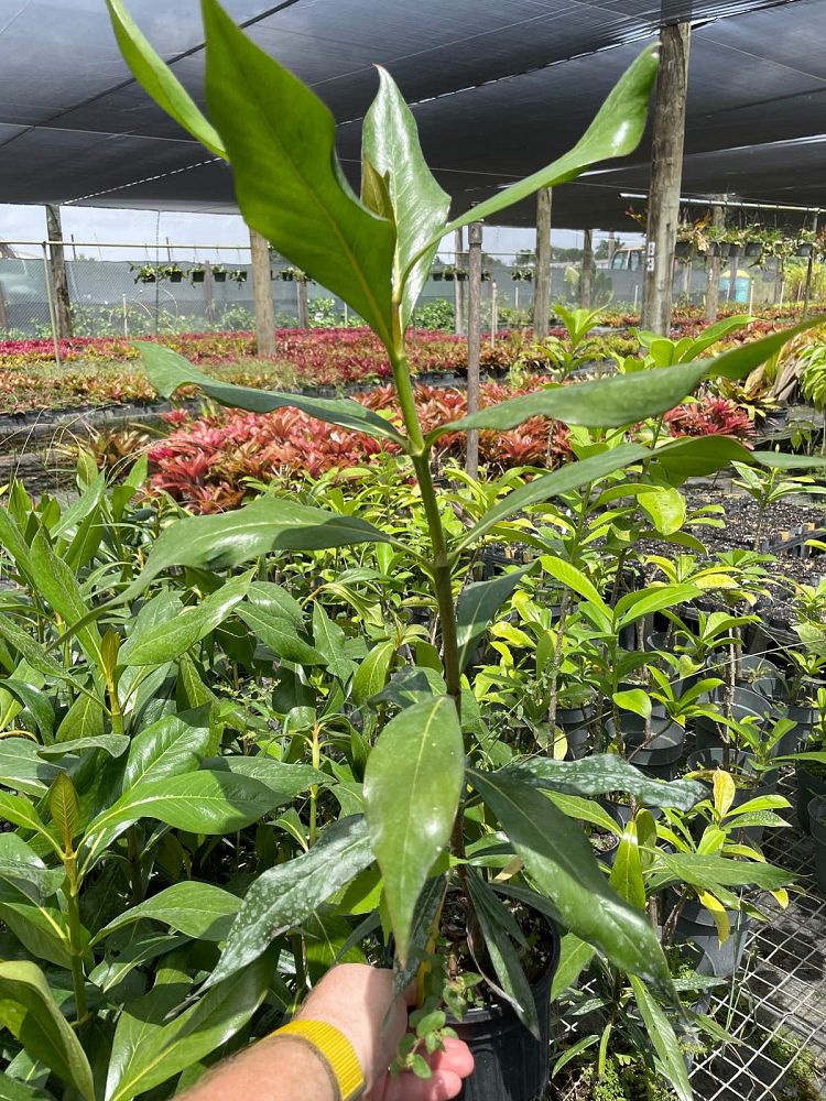 genipa-clusiifolia-seven-year-apple