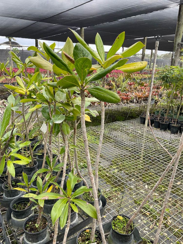 genipa-clusiifolia-seven-year-apple