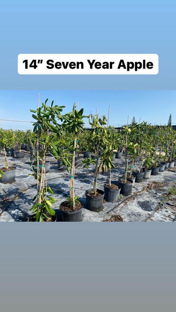 genipa-clusiifolia-seven-year-apple