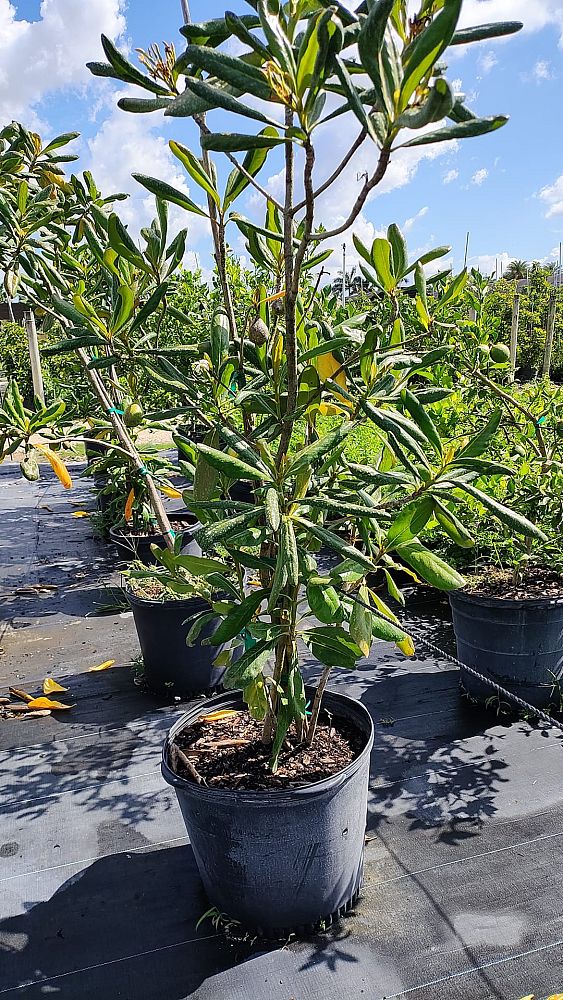 genipa-clusiifolia-seven-year-apple