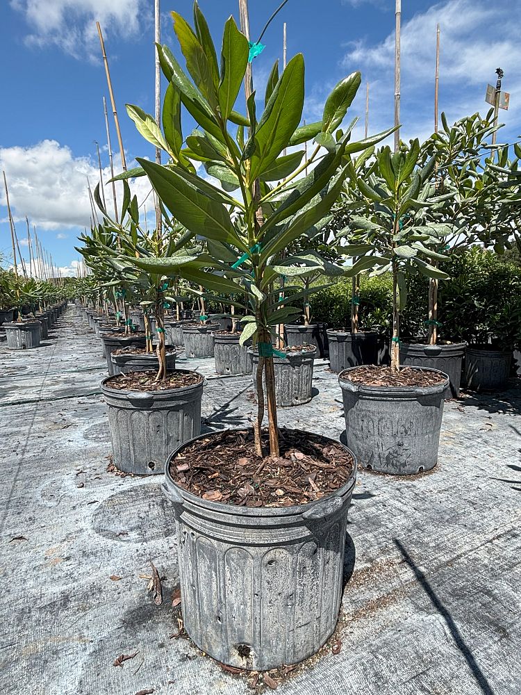 genipa-clusiifolia-seven-year-apple