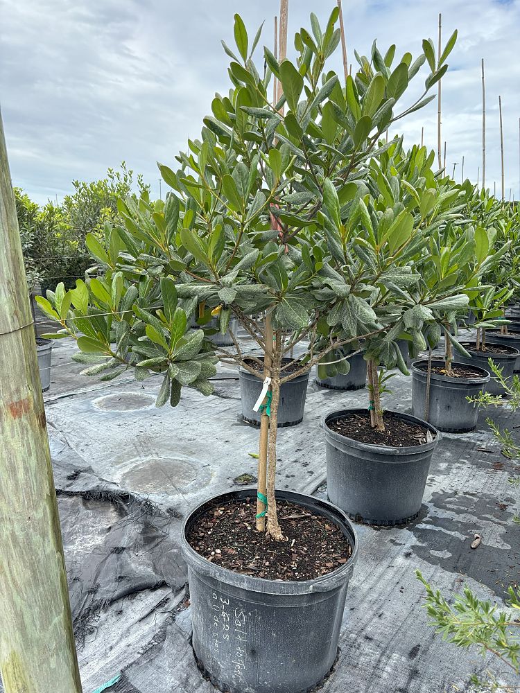 genipa-clusiifolia-seven-year-apple