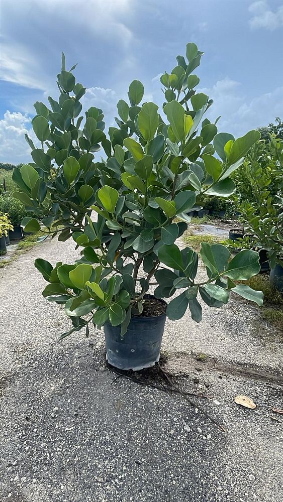 genipa-clusiifolia-seven-year-apple