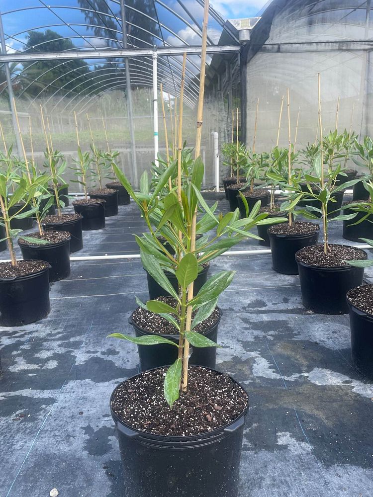 genipa-clusiifolia-seven-year-apple