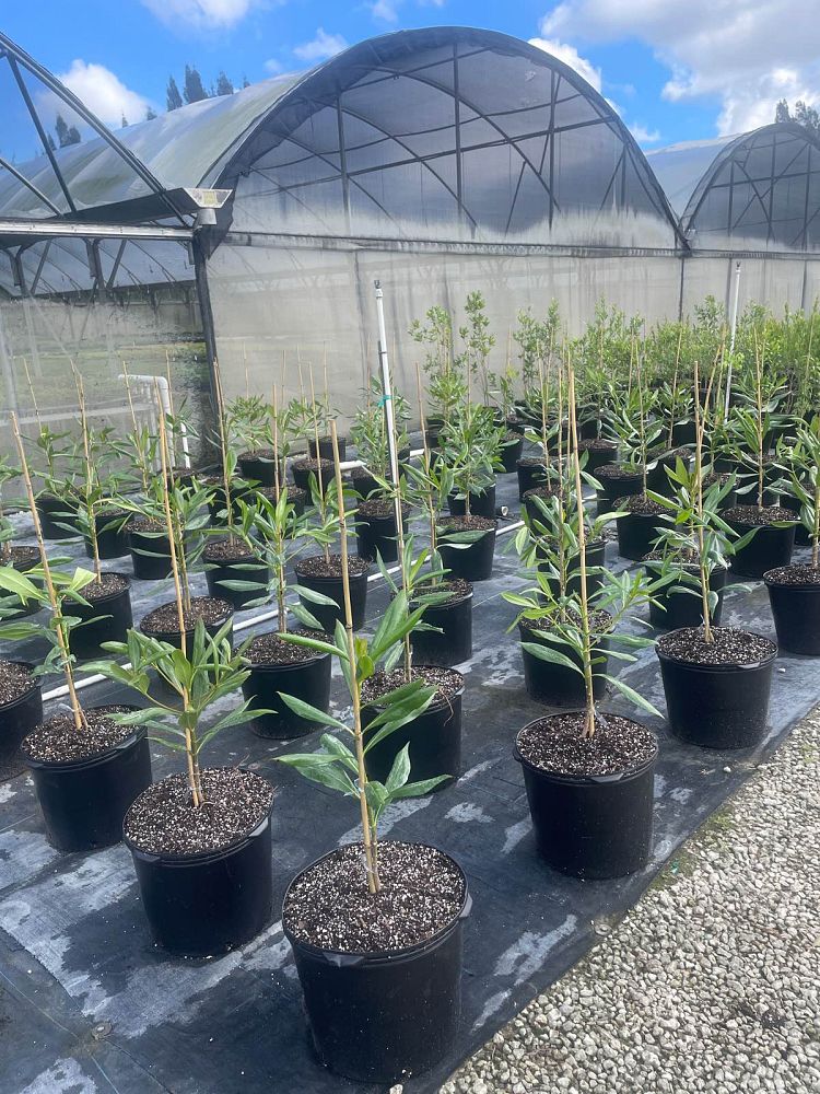 genipa-clusiifolia-seven-year-apple