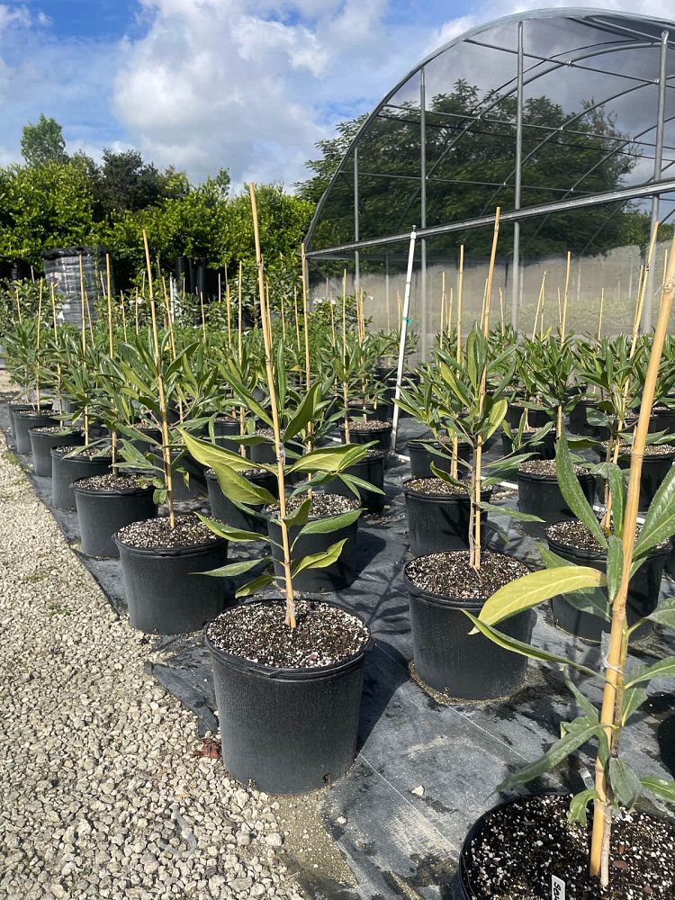 genipa-clusiifolia-seven-year-apple