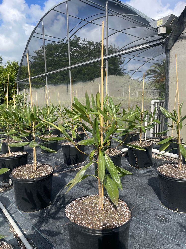 genipa-clusiifolia-seven-year-apple