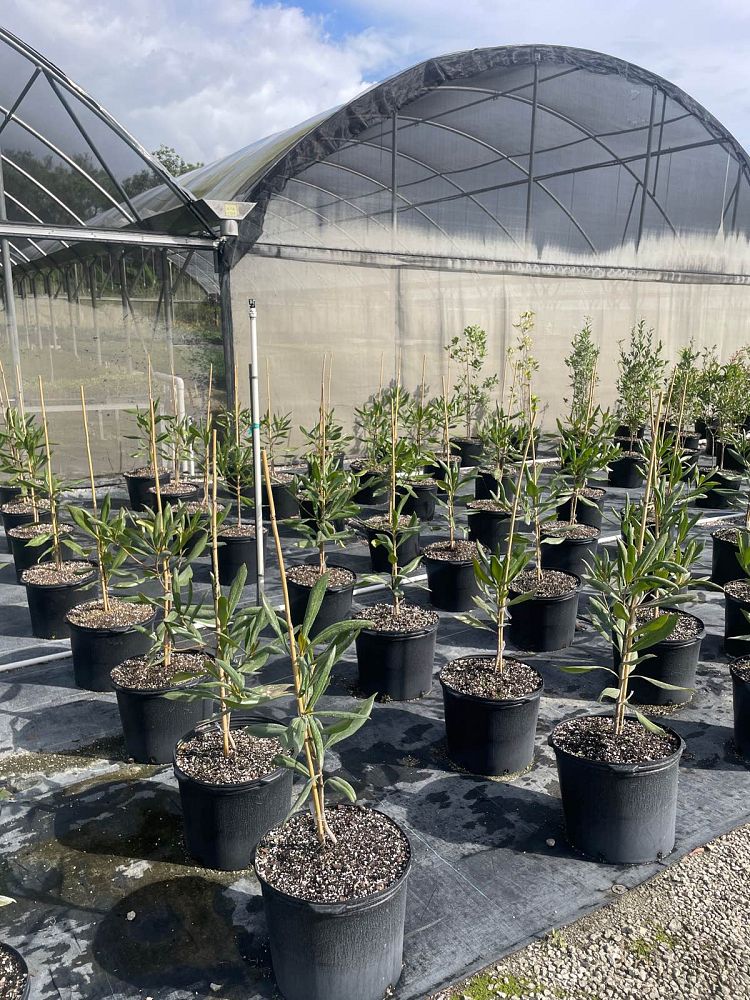 genipa-clusiifolia-seven-year-apple