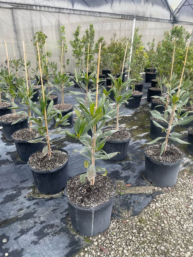 genipa-clusiifolia-seven-year-apple