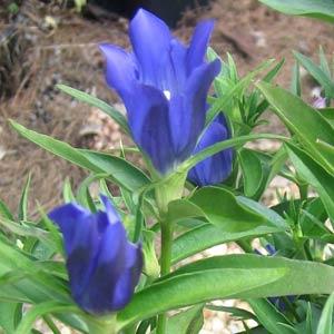 gentiana-true-blue