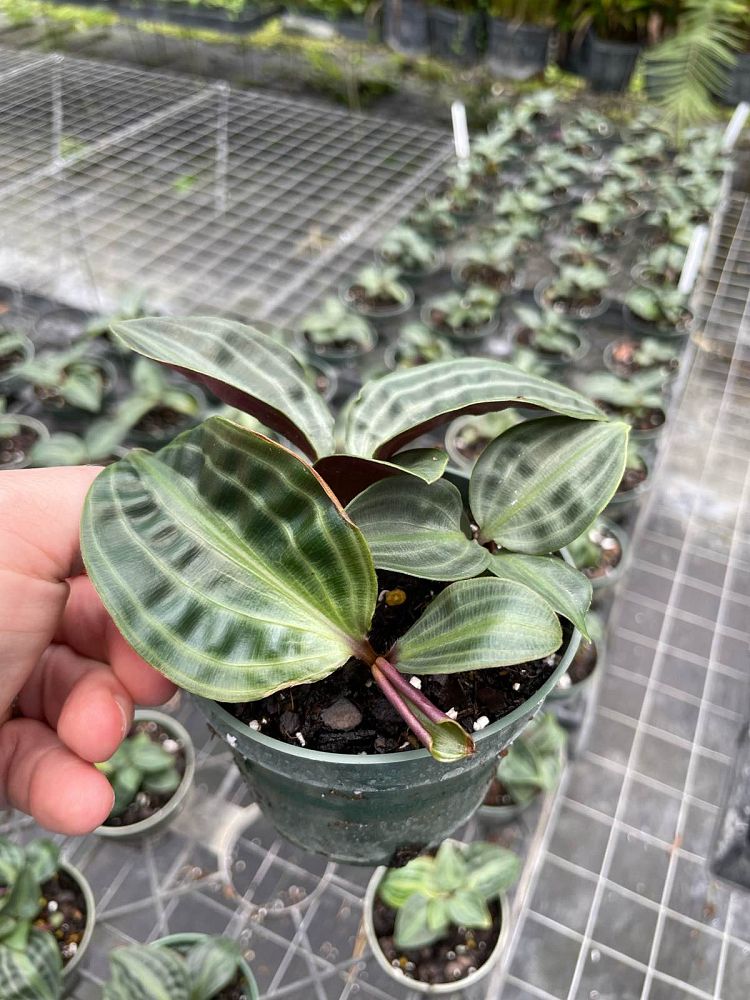 geogenanthus-poeppigii-seersucker-plant