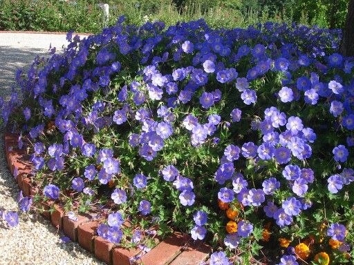 geranium-azure-rush-cranesbill-geranium-crane-s-bill
