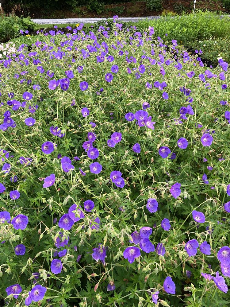 geranium-brookside