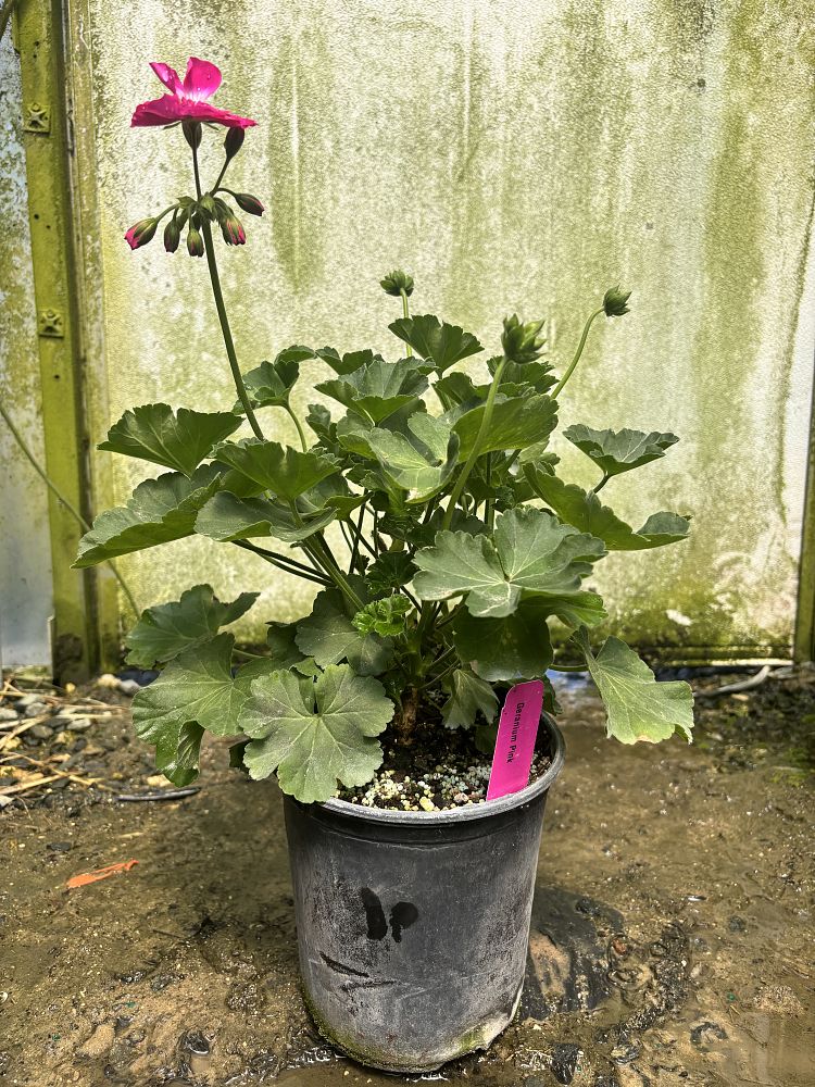 geranium-hardy-geranium