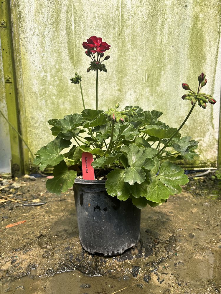 geranium-hardy-geranium
