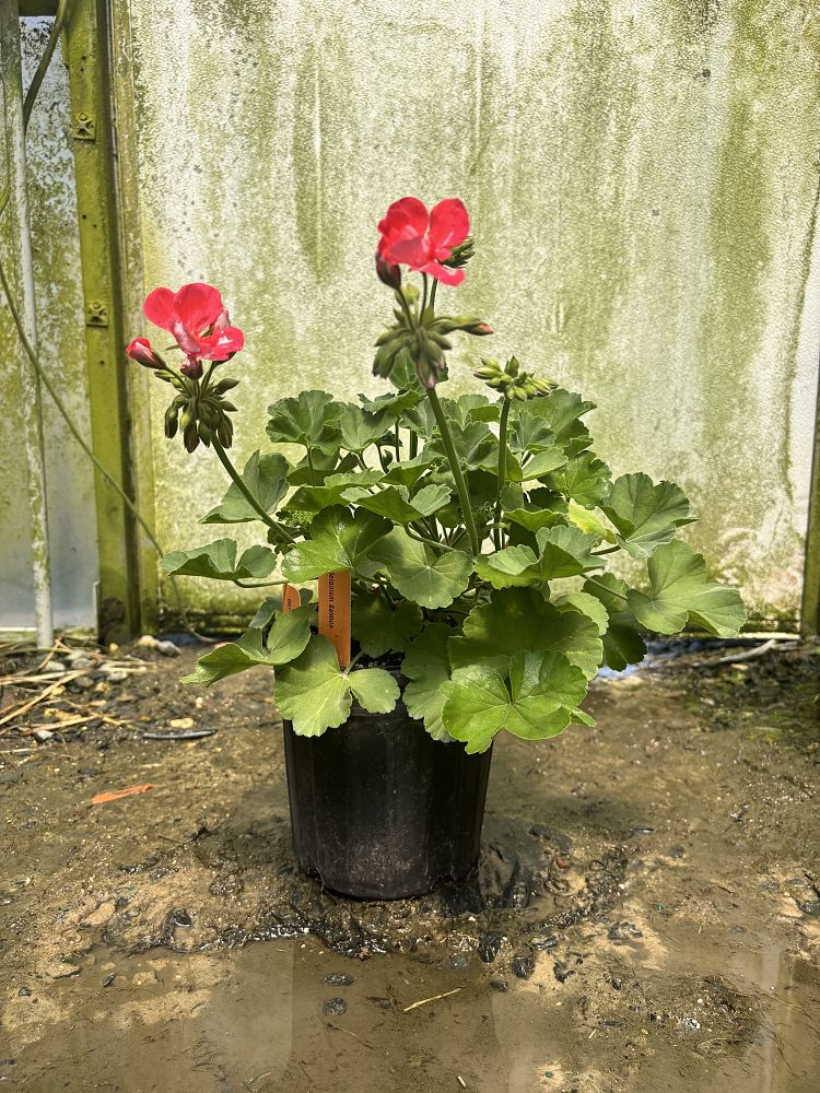 geranium-hardy-geranium