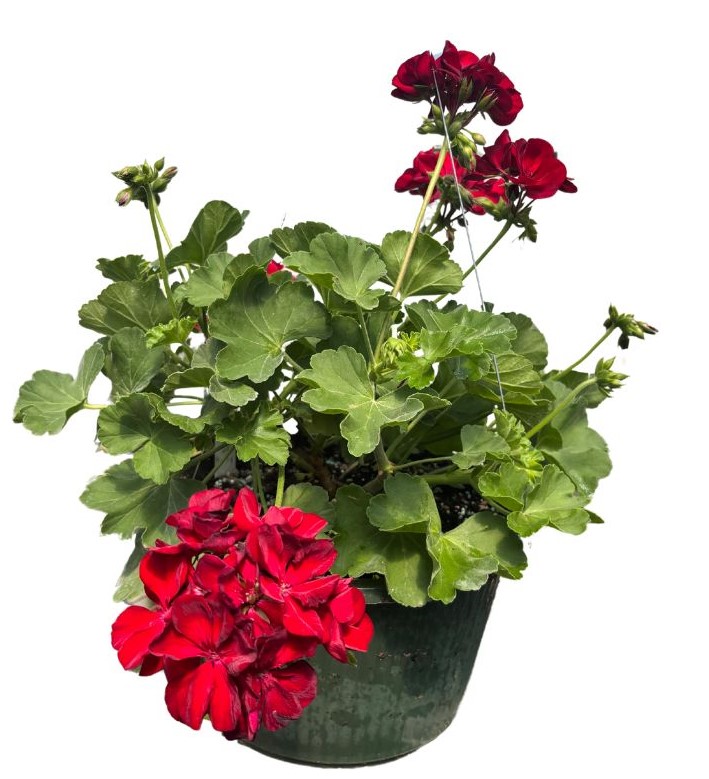 geranium-hardy-geranium