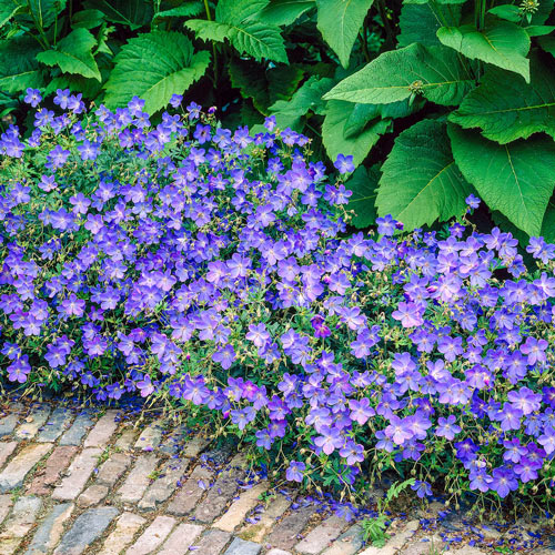 geranium-johnson-s-blue