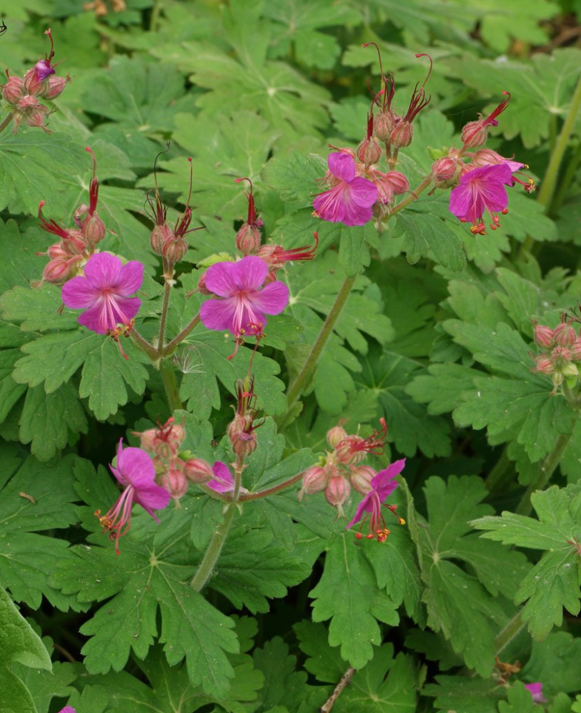 geranium-macrorrhizum-bigroot-geranium-rock-cranesbill