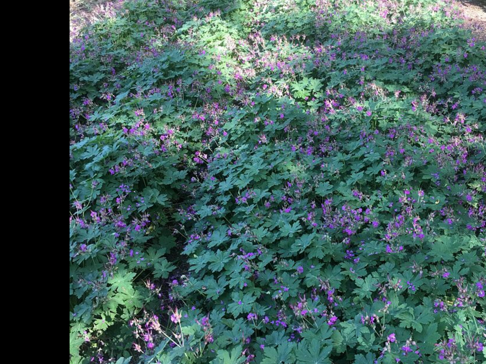 geranium-macrorrhizum-ingwersen-s-variety-bigroot-geranium-rock-cranesbill