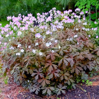geranium-maculatum-espresso-spotted-geranium-wild-geranium