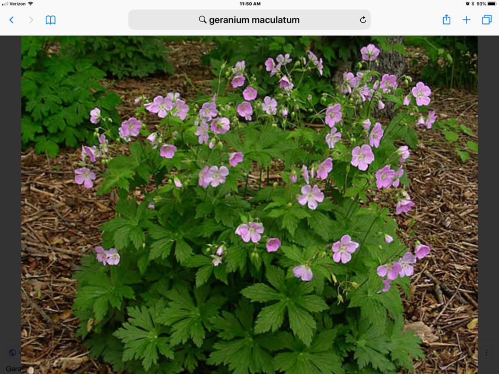 geranium-maculatum-wild-geranium