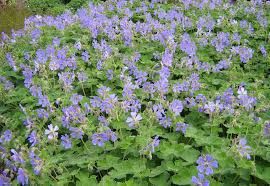 geranium-philippe-vapelle-cranesbill