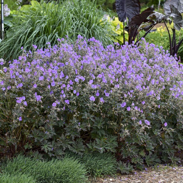 geranium-pratense-boom-chocolatta