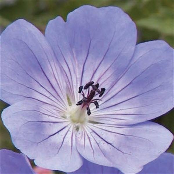 geranium-rozanne