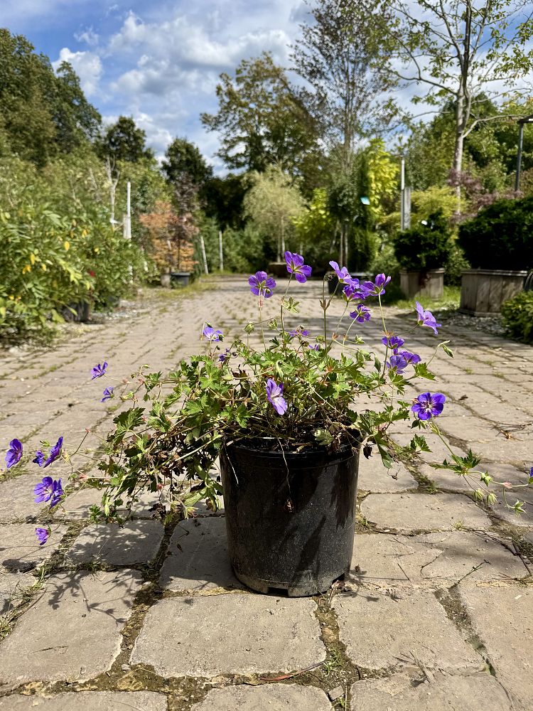 geranium-rozanne