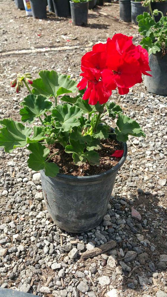 geranium-sanguineum-bloody-cranesbill