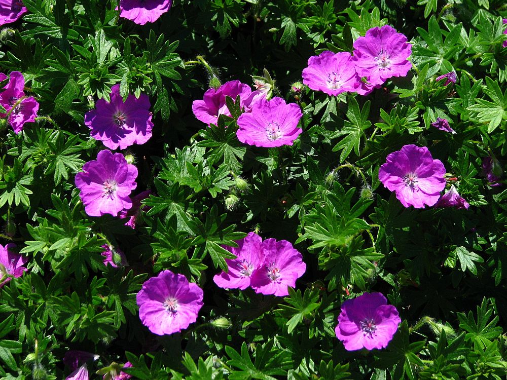 geranium-sanguineum-max-frei-bloody-cranesbill