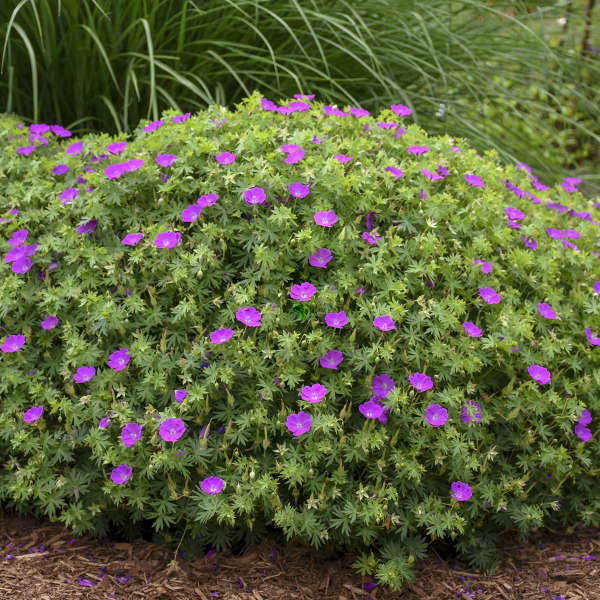 geranium-sanguineum-new-hampshire-purple-bloody-cranesbill
