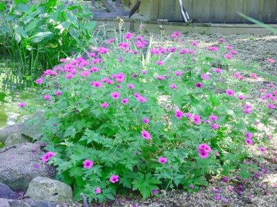 geranium-tiny-monster-hardy-geranium-cranesbill
