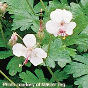 geranium-x-cantabrigiense-biokovo-cambridge-geranium