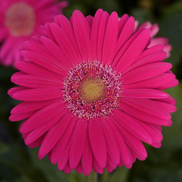 gerbera-jamesonii-jaguar-deep-rose-african-daisy-barberton-daisy-gerber-daisy-transvaal-daisy-gerbera-daisy