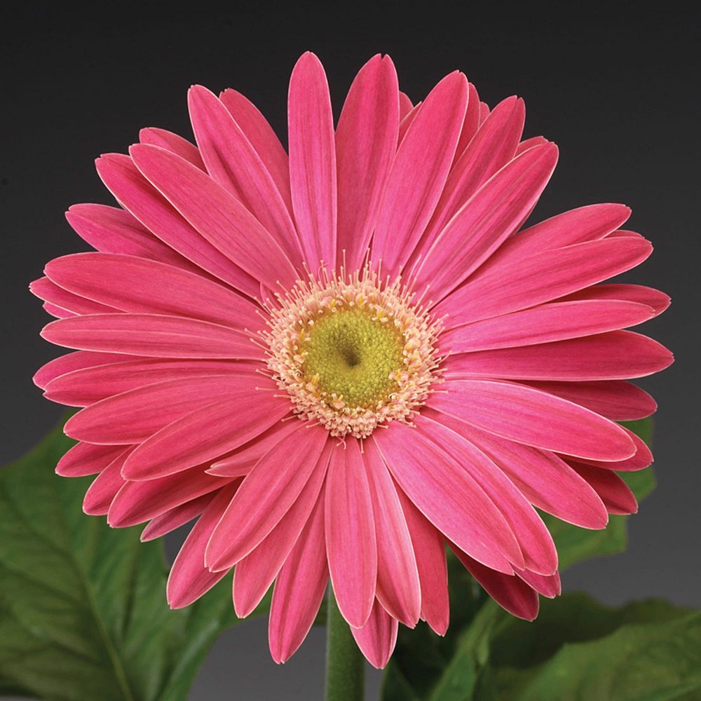 gerbera-jamesonii-jaguar-deep-rose-african-daisy-barberton-daisy-gerber-daisy-transvaal-daisy-gerbera-daisy