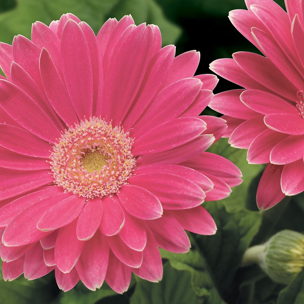gerbera-jamesonii-jaguar-deep-rose-african-daisy-barberton-daisy-gerber-daisy-transvaal-daisy-gerbera-daisy