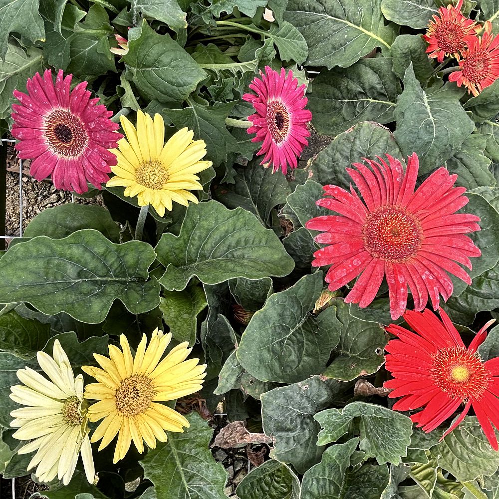 gerbera-jamesonii-jaguar-mix-african-daisy-barberton-daisy-gerber-daisy-transvaal-daisy-gerbera-daisy