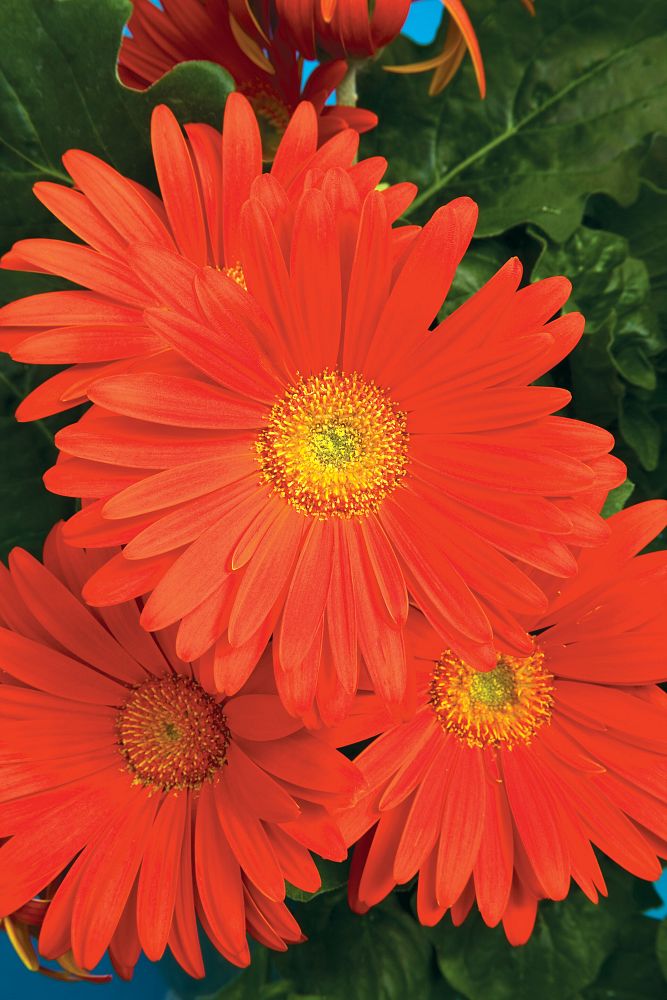 gerbera-jamesonii-jaguar-orange-picotee-african-daisy-barberton-daisy-gerber-daisy-transvaal-daisy-gerbera-daisy